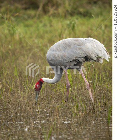 sarus crane or Grus antigone closeup feeding behaviour in natural green grass background during winter excursion at keoladeo national park or bharatpur bird sanctuary rajasthan india 110525924