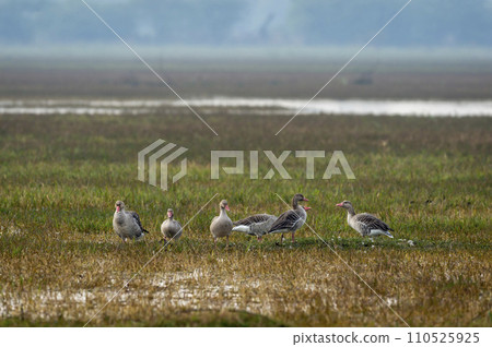 Greylag goose or Anser anser flock of birds or family in open grass field and wetland of keoladeo national park or bharatpur bird sanctuary rajasthan india Greylag goose or Anser anser flock of birds or family in open grass field and wetland of keoladeo national park or bharatpur bird sanctuary rajasthan india 110525925