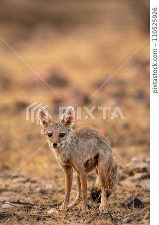 indian fox or Bengal fox or Vulpes bengalensis head on closeup or portrait with eye contact in summer season wildlife safari at ranthambore national park forest reserve sawai madhopur rajasthan india indian fox or Bengal fox or Vulpes bengalensis head on closeup or portrait with eye contact in summer season wildlife safari at ranthambore national park forest reserve sawai madhopur rajasthan india 110525926