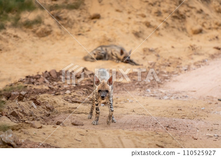 Wild adult bold Striped hyena or hyaena hyaena male closeup head on with aggression and eye contact during outdoor jungle safari in ranthambore national park forest tiger reserve rajasthan india asia Wild adult bold Striped hyena or hyaena hyaena male closeup head on with aggression and eye contact during outdoor jungle safari in ranthambore national park forest tiger reserve rajasthan india asia 110525927