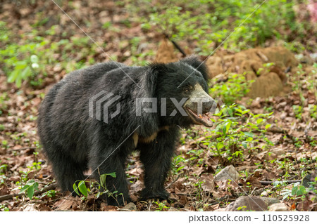 wild Sloth bear or Melursus ursinus or Indian bear closeup or portrait adult male face expression in natural green background habitat Dangerous black animal Ranthambore National Park Rajasthan India wild Sloth bear or Melursus ursinus or Indian bear closeup or portrait adult male face expression in natural green background habitat Dangerous black animal Ranthambore National Park Rajasthan India 110525928