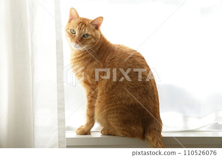 Daily scenery of cat parent and child 110526076