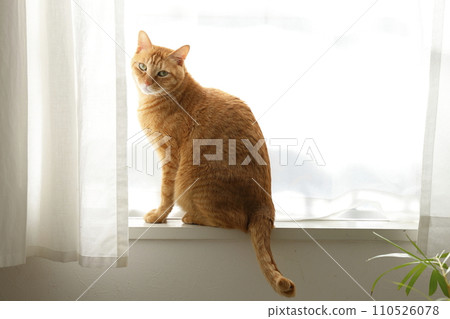 Daily scenery of cat parent and child 110526078