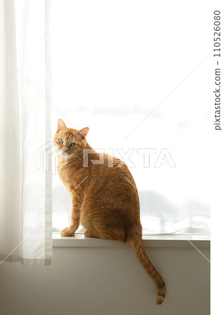 Daily scenery of cat parent and child 110526080