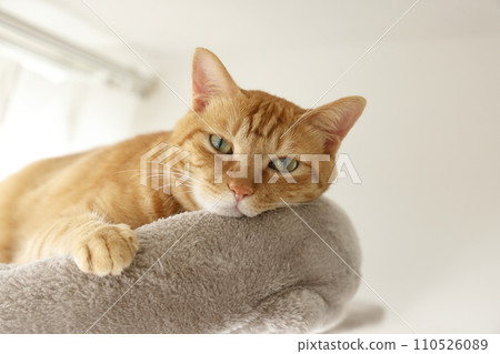 貓親子日常風景 110526089