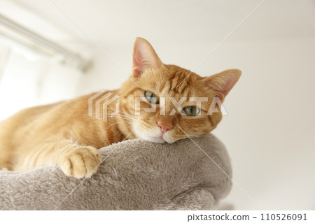 Daily scenery of cat parent and child Daily scenery of cat parent and child 110526091