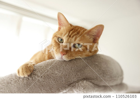 Daily scenery of cat parent and child 110526103