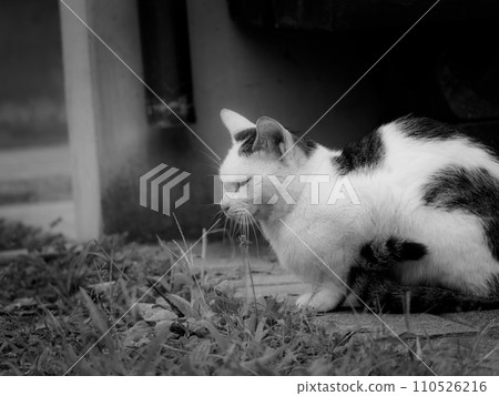 Stray cat and monochrome Stray cat and monochrome 110526216