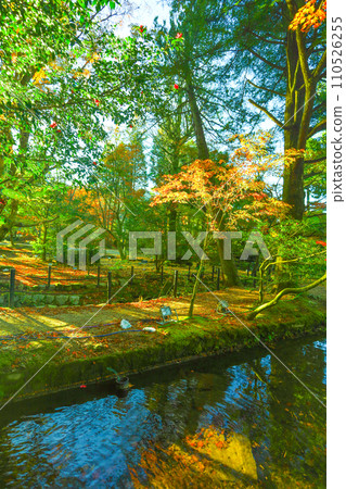 沐浴在清晨陽光下的蘇木公園的秋葉 110526255