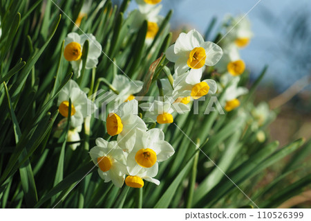 Daffodil (Narcissus) 110526399