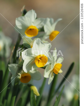 Daffodil (Narcissus) Daffodil (Narcissus) 110526406