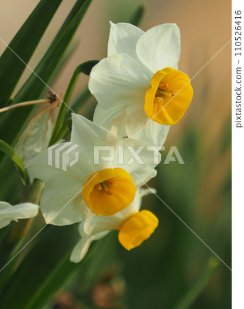 Daffodil (Narcissus) 110526416