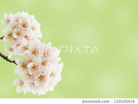 櫻花 櫻花 110526428
