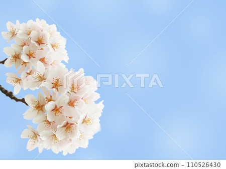 櫻花 櫻花 110526430