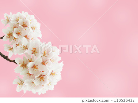 櫻花 櫻花 110526432
