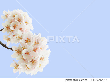 櫻花 櫻花 110526433