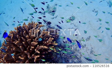 Coral reef at Aka Island, Kerama Islands, Okinawa Prefecture 110526516