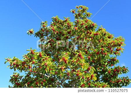 Ilex rotunda (also for lucky charms) 110527075