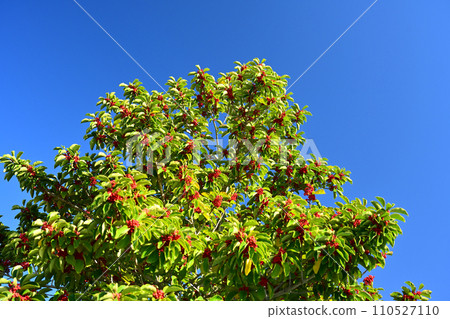 冬青圓形大廳（也用於幸運符） 110527110