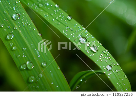 Water. Water drops on a surface. Splashes. World Water Day. March 22. 2024. Transparent liquid. Water. Water drops on a surface. Splashes. World Water Day. March 22. 2024. Transparent liquid. 110527236