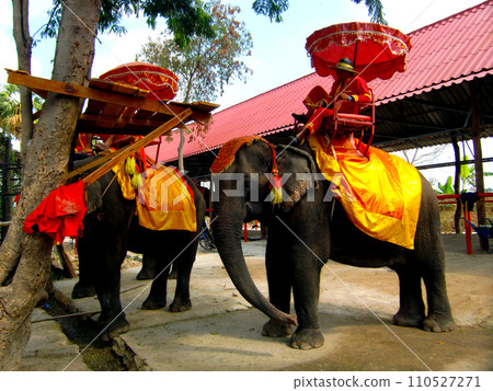 Thailand Ayutthaya ruins/elephant tour 110527271