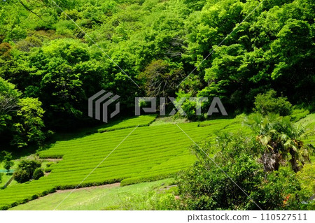 綠意盎然的茶園【相模原市津久井5月】 110527511