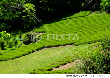 Scenery with a tea plantation [Tsukui, Sagamihara City, May] 110527516