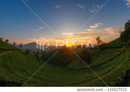 Sunrise on Long Coc tea hill, Phu Tho province, Vietnam. Sunrise on Long Coc tea hill, Phu Tho province, Vietnam. 110527522