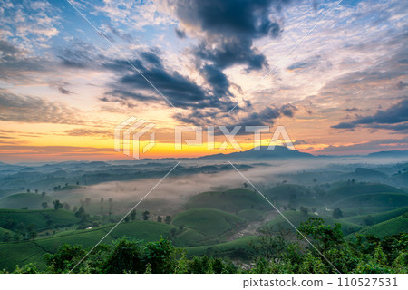 Sunrise on Long Coc tea hill, Phu Tho province, Vietnam. 110527531