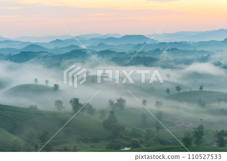 Sunrise on Long Coc tea hill, Phu Tho province, Vietnam. Sunrise on Long Coc tea hill, Phu Tho province, Vietnam. 110527533