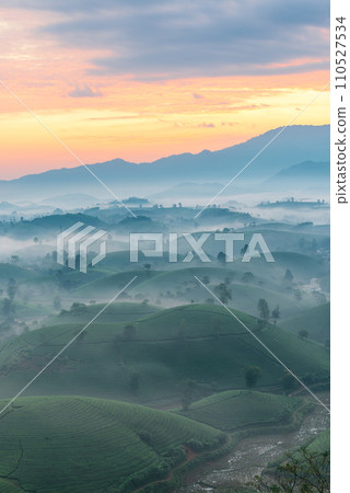 Sunrise on Long Coc tea hill, Phu Tho province, Vietnam. Sunrise on Long Coc tea hill, Phu Tho province, Vietnam. 110527534