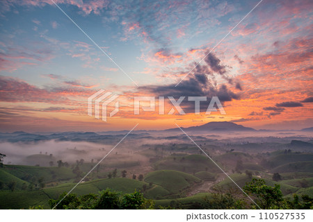 Sunrise on Long Coc tea hill, Phu Tho province, Vietnam. Sunrise on Long Coc tea hill, Phu Tho province, Vietnam. 110527535