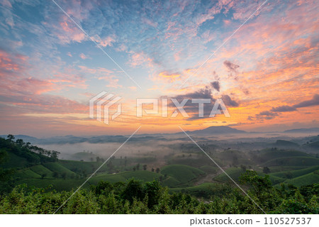 Sunrise on Long Coc tea hill, Phu Tho province, Vietnam. Sunrise on Long Coc tea hill, Phu Tho province, Vietnam. 110527537