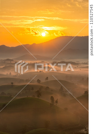 Sunrise on Long Coc tea hill, Phu Tho province, Vietnam. 110527545