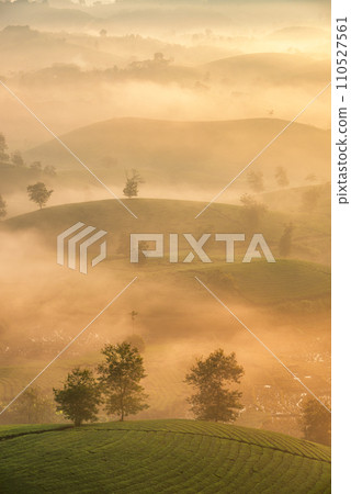 Sunrise on Long Coc tea hill, Phu Tho province, Vietnam. 110527561
