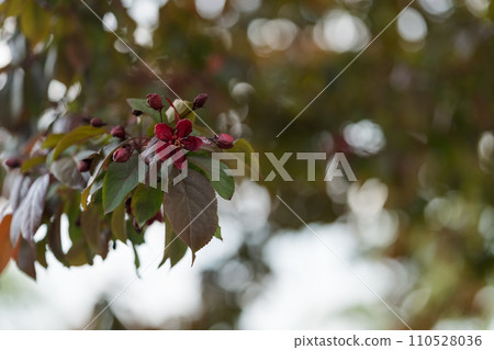 Closeup of decorative purple apple blossom in summer 110528036