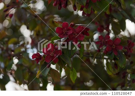 Closeup of decorative purple apple blossom in summer 110528047