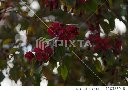 Closeup of decorative purple apple blossom in summer 110528048