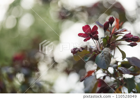 Closeup of decorative purple apple blossom in summer 110528049