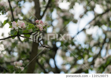 apple blossom in early summer closeup flowers 110528073