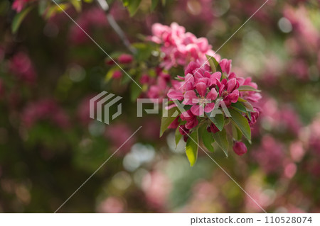 Closeup of decorative purple apple blossom in summer 110528074
