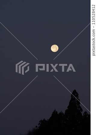 Near sunrise, full moon of December 14.1 above the cedar tree Near sunrise, full moon of December 14.1 above the cedar tree 110528412