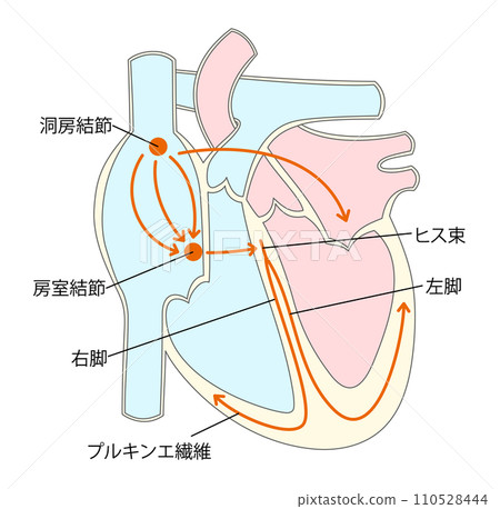 心臟傳導系統圖解1 110528444
