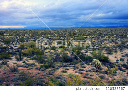 Sonora Desert Arizona Stormy Day 110528567