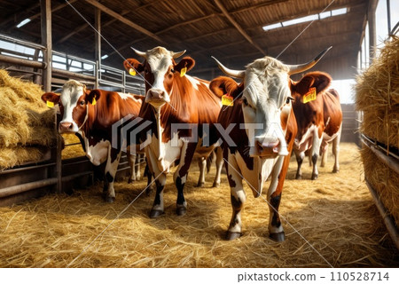 Healthy dairy cows feeding on fodder standing in row of stables in cattle farm barn. Cattle at cowshed eating hay on dairy farm. Concept of farming business and taking care of livestock. AI Healthy dairy cows feeding on fodder standing in row of stables in cattle farm barn. Cattle at cowshed eating hay on dairy farm. Concept of farming business and taking care of livestock. AI 110528714