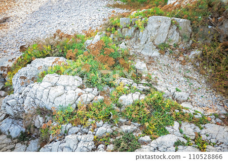 Succulent growing on rocks on an alpine path in French Riviera Succulent growing on rocks on an alpine path in French Riviera 110528866