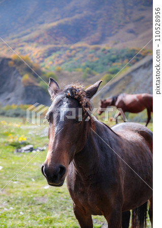 Horse walking in the mountains Horse walking in the mountains 110528956