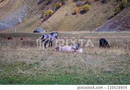 A horse in the mountains rubs its mane on the ground 110528959