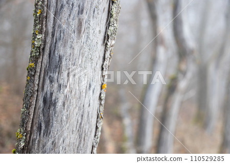 Old trees with fog in forest on background 110529285