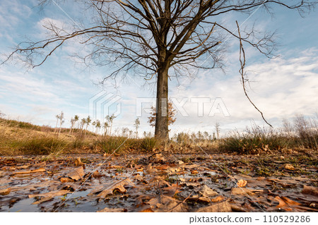 Late autumn, early winter wide angle landscape with tree and fallen leaves on foreground 110529286
